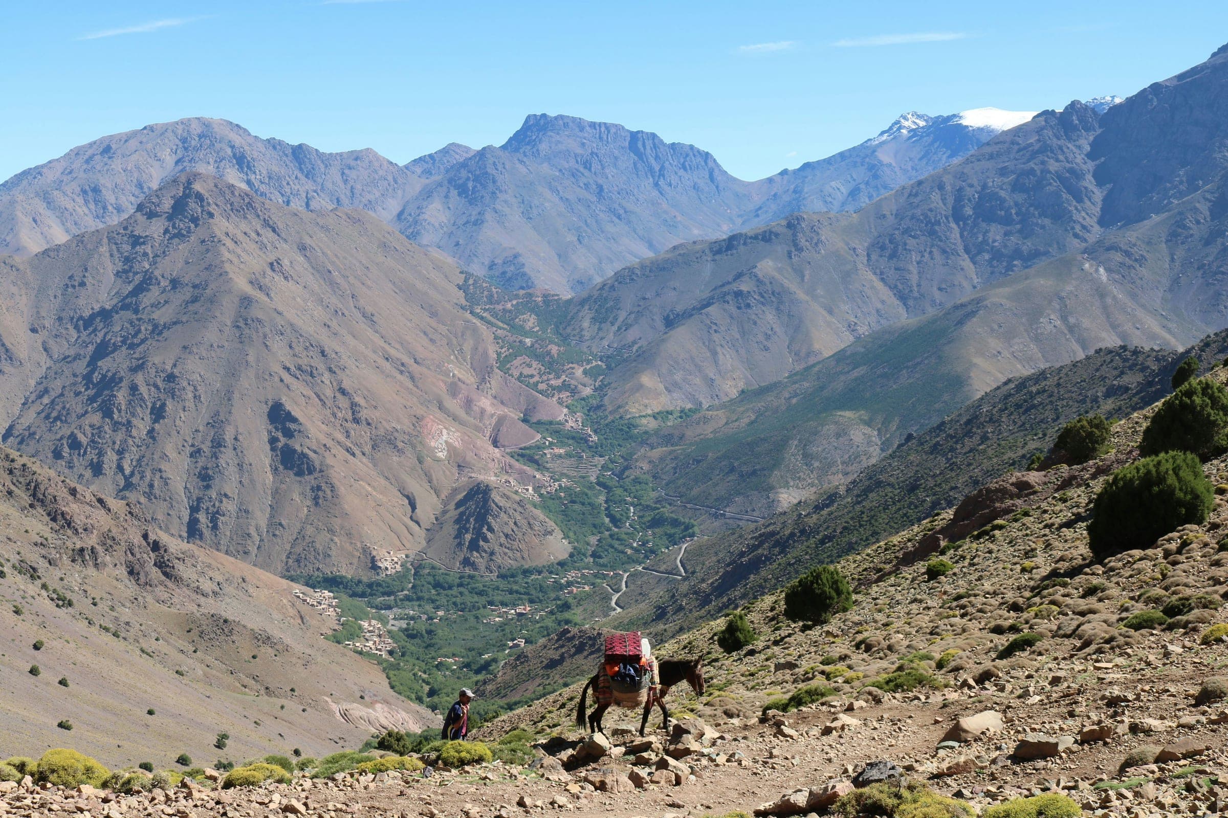 Fauna and flora in Morocco: what actually lives here