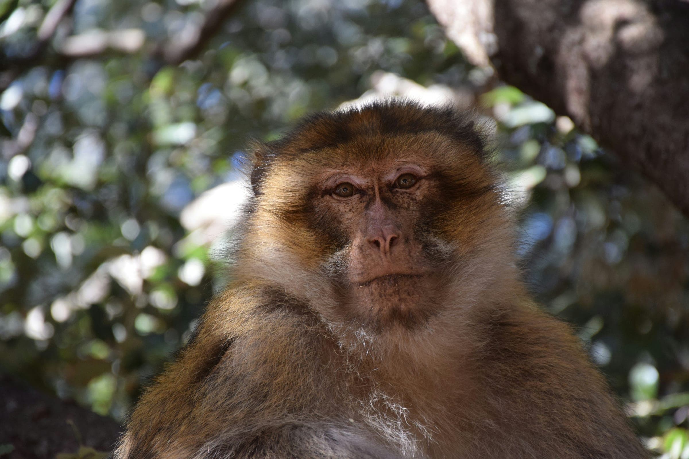 Ifrane, Morocco, photo 8