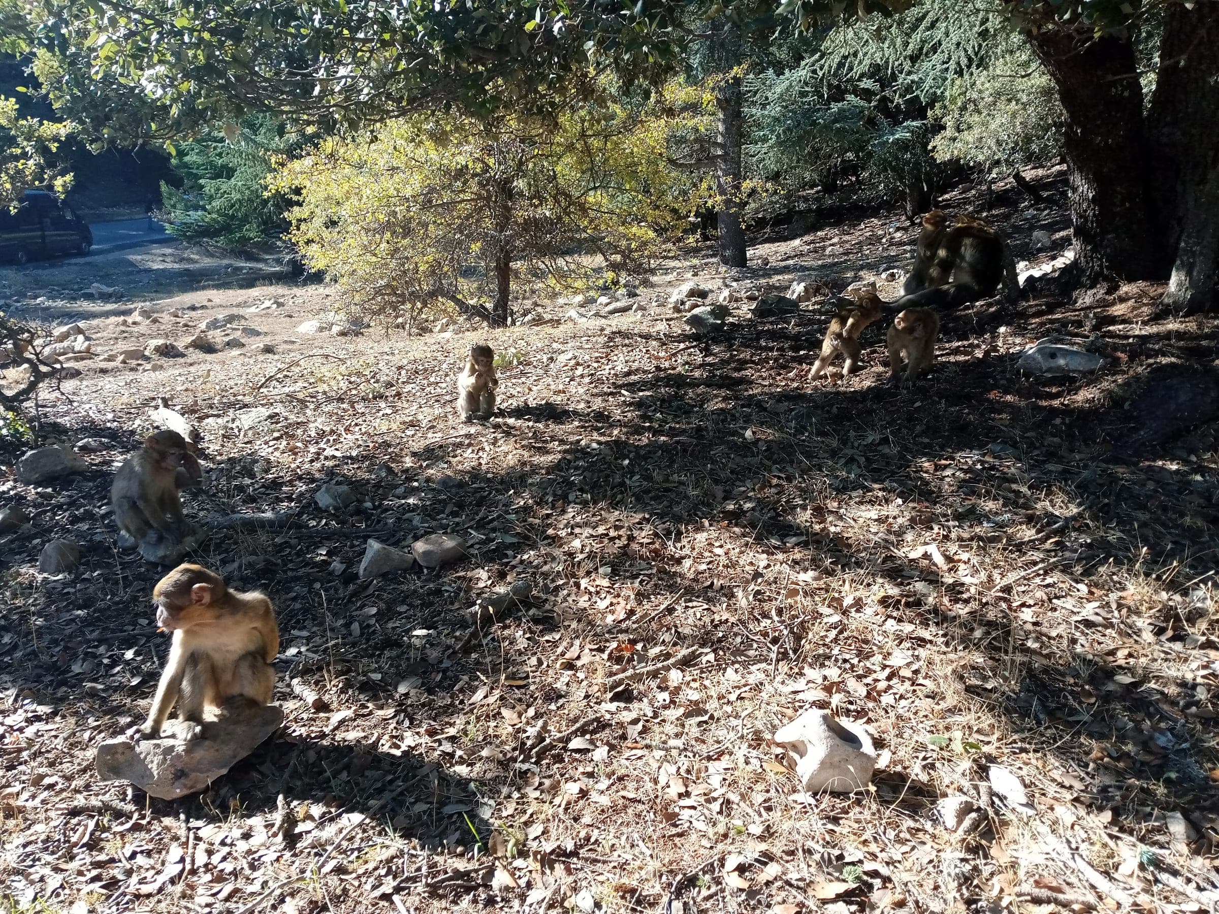 Ifrane, Morocco, photo 9