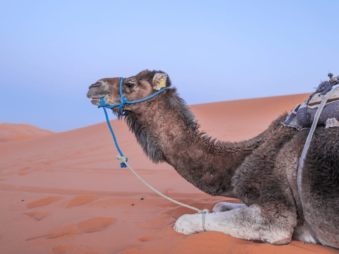 What to pack for a Sahara desert trip